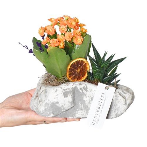 Kalanchoe & Haworthia Gift (Kalanşo ve Sukulent Aranjmanı)