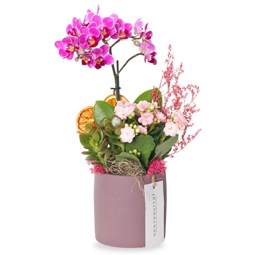 Purple Orchid Garden (Mor Orkide & Kalanşo Aranjmanı)