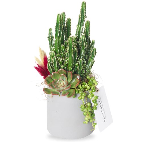 Pearls Terrarium (Radrasyon Savar Kaktüs ve İnci Tanesi Teraryum)