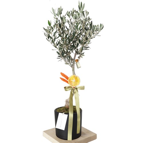 Olive Tree Gift (Hediye Zeytin Ağacı)