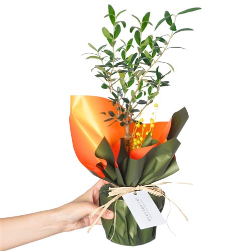 Green Olive Tree Gift (Zeytin Ağacı Hediye Paketli)
