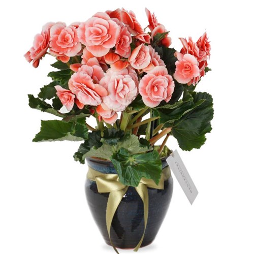 Premium Begonia Borias (Katmerli Begonya)