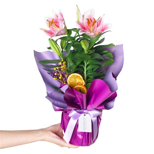 Purple Lilium Gift (Hediye Kokulu Lilyum Çiçeği)