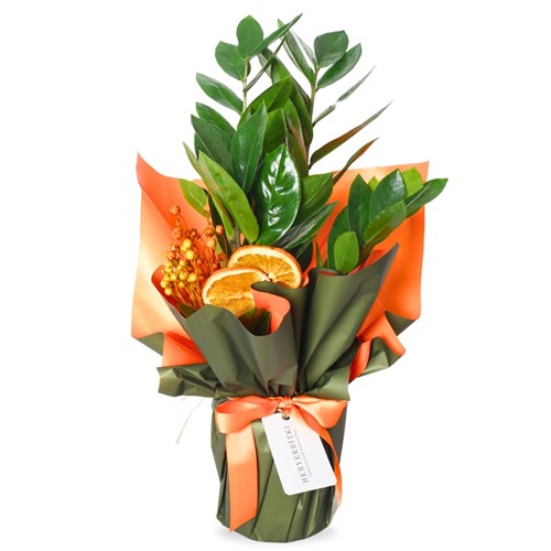 Zamioculcas Gift (Hediye Paketli Zamia Çiçeği)