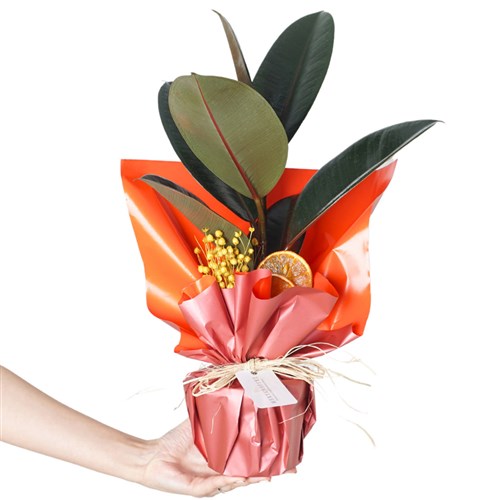 Ficus Elastica Gift (Kauçuk Bitkisi)