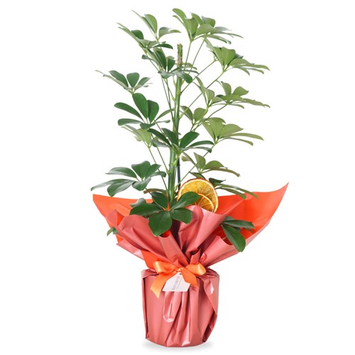 Şeflera Gift (Hediye Paketli Şeflera)