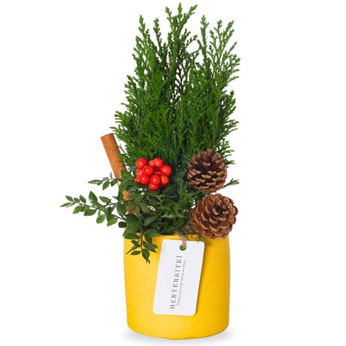 Golden Pine Delight (Sarı Saksıda Çam Aranjmanı)