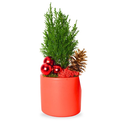Festive Red Pine (Kırmızı Saksıda Yılbaşı Çam Aranjmanı)