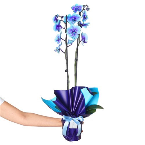 Infinite Blue (Sonsuz Mavi Orkide)