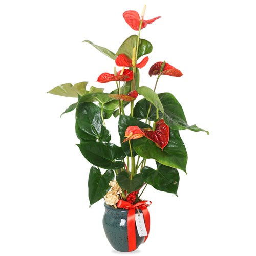 Sophisticated Anthurium Large (Premium Saksıda Antoryum)