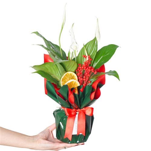 Red Spathiphyllum (Barış Çiçeği Tasarımı)
