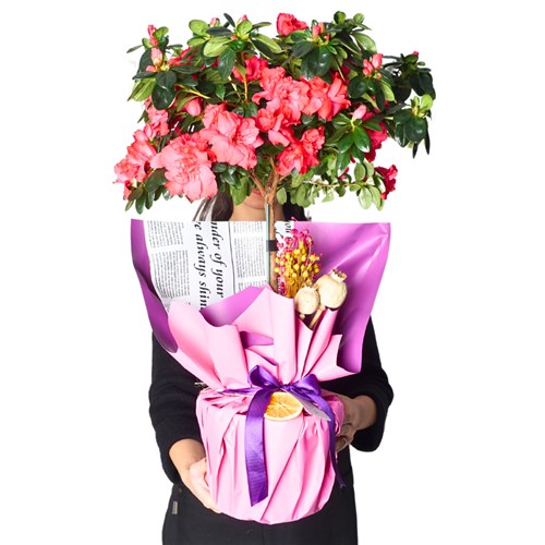 Grand Azalea Gift (Büyük Açelya Ağacı)