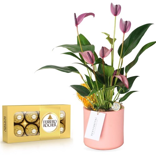 Lila/Pembe Antoryum & Ferrero Rocher Bundle