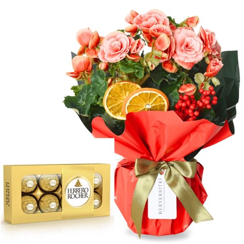 Begonia & Ferrero Rocher Bundle (Begonya ve Çikolata Seti)
