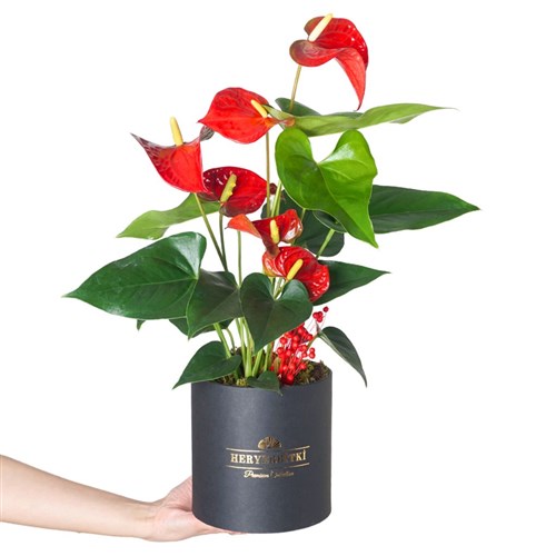 Premium Box Anthurium (Kırmızı Antoryum Aranjmanı)