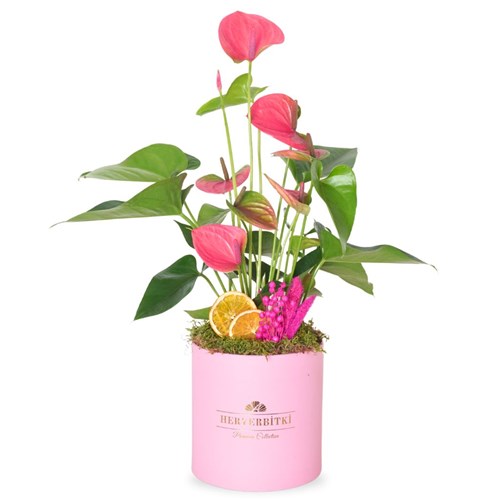 Premium Anthurium Gift (Pembe Antoryum Aranjmanı)
