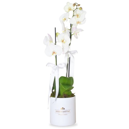 Premium Box Orchid (Kutuda Beyaz Orkide Aranjmanı)