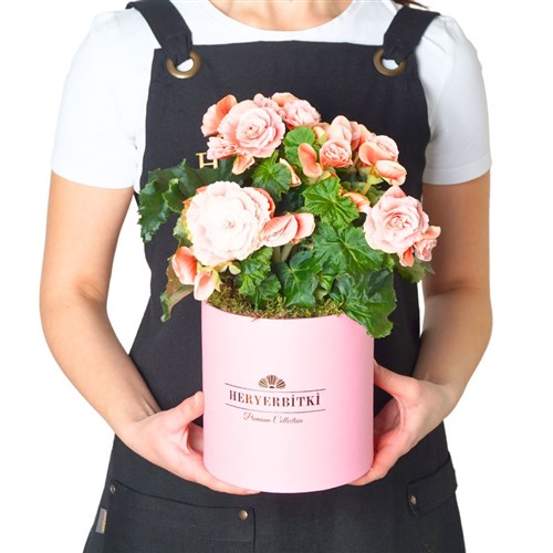 Premium Pink Box Begonia (Pembe Kutuda Begonia Aranjmanı)