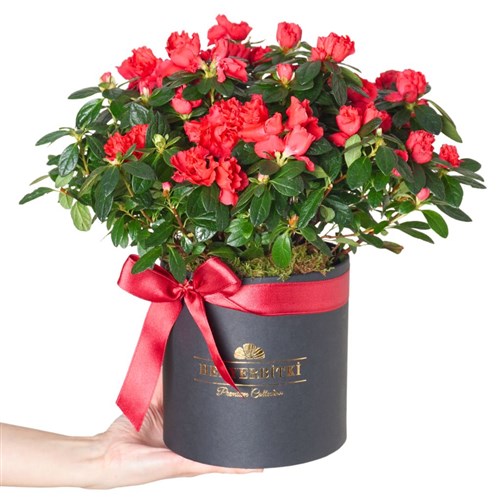 Premium Box Azalea (Siyah Kutuda Açelya Aranjmanı)