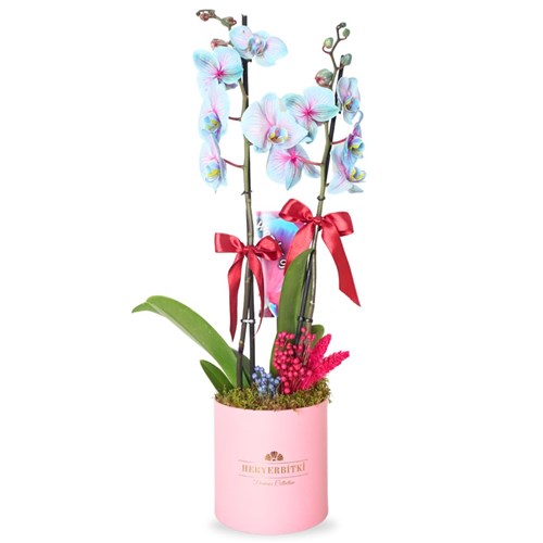 Premium Box Cascade Perfect (Pembe Kutuda Alacalı Mavi Orkide)