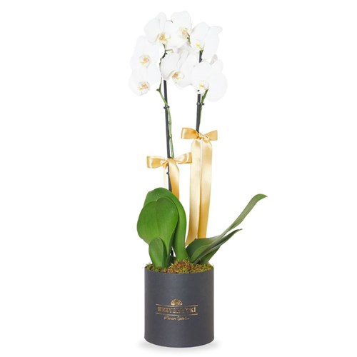 Premium Box White Orchid (Kutuda Beyaz Orkide Aranjmanı)