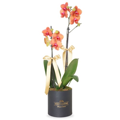 Premium Coral Box (Siyah Kutuda 2 Dallı Ateş Orkide)