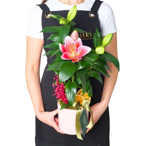 Perfect Gift Lilium (Hediye Kokulu Lilyum Çiçeği)