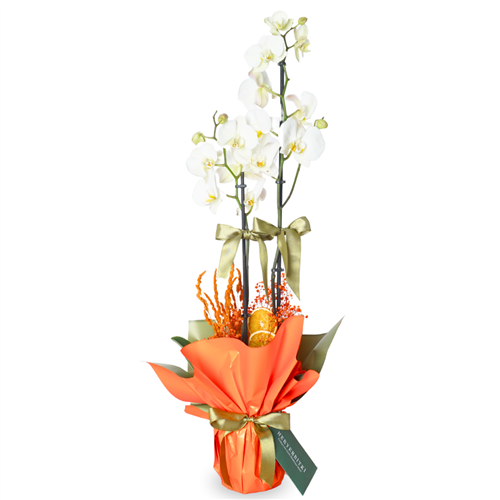 Celebrate Orchid (Beyaz Orkide Aranjmanı)