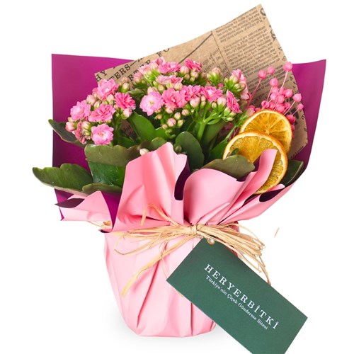 Pink Kalanchoe Gift (Pembe Çiçekli Kalanşo)