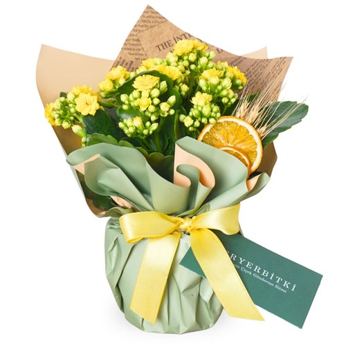 Yellow Kalanchoe Gift (Sarı Çiçekli Kalanşo)