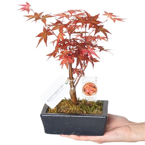 Acer Bonsai (Özel Tür Japon Akçaağaç Bonsai)