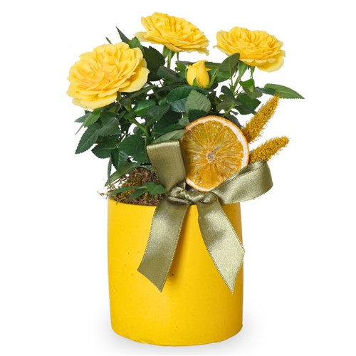 Yellow Roses Gift (Sarı Çardak Güller Aranjmanı)