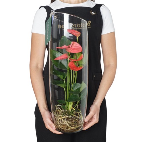 Perfect Glass Anthurium (Cam Vazoda Antoryum)