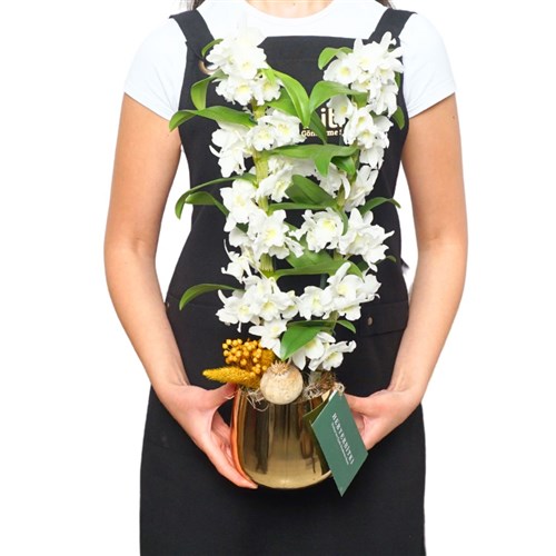 Premium Gold Saksısında Beyaz Dendrobium