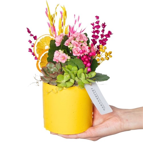 Botanical Pop (Kalanşo, Sukulent Aranjmanı)