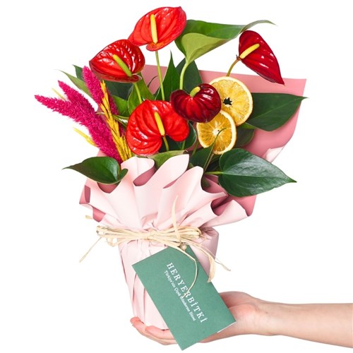 Special Anthirium Gift (Kırmızı Antoryum Aranjmanı)