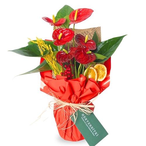 Red Flame Gift (Kırmızı Antoryum Aranjmanı)