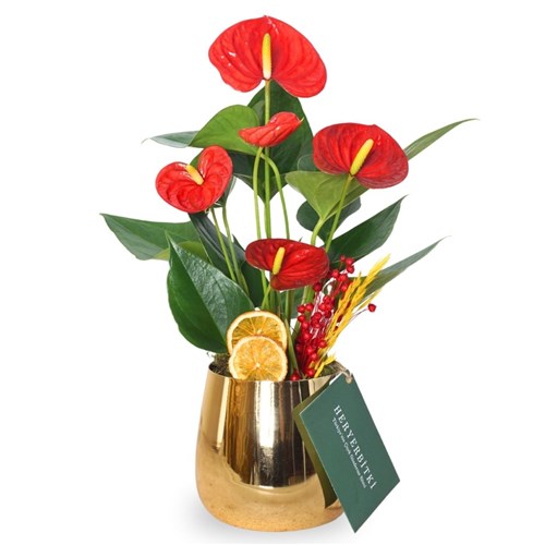 Premium Golden Anthirium Gift (Kırmızı Antoryum Aranjmanı)