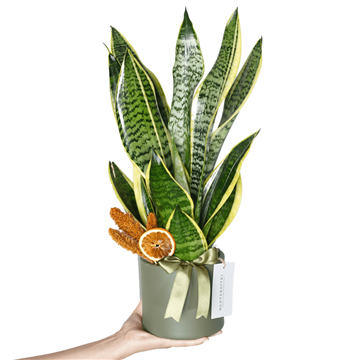 What are the Benefits of Snake Plant (Snake Plant)? - Heryerbitki
