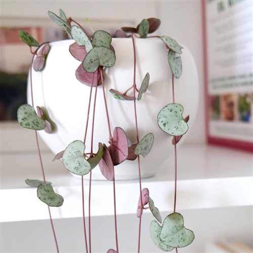 Ceropegia Woodii (Kalp Kalbe Karşı Çiçeği)