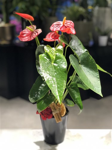 Pretty Anthurium