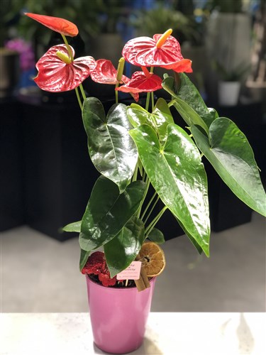 Pinky Anthurium