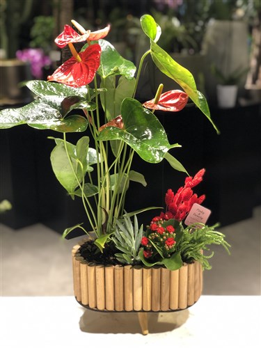 Anthurium Garden