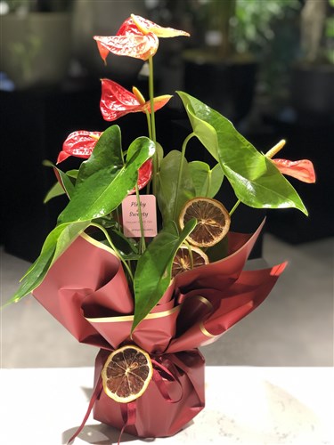 Anthurium Love