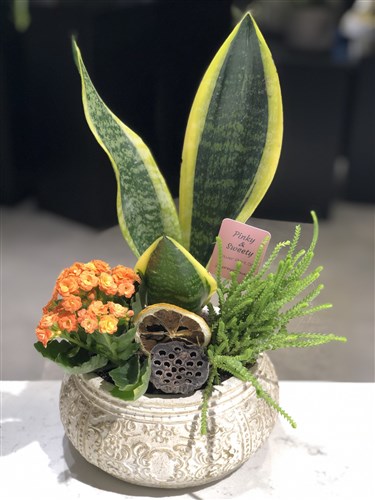 Orange Sanseveria