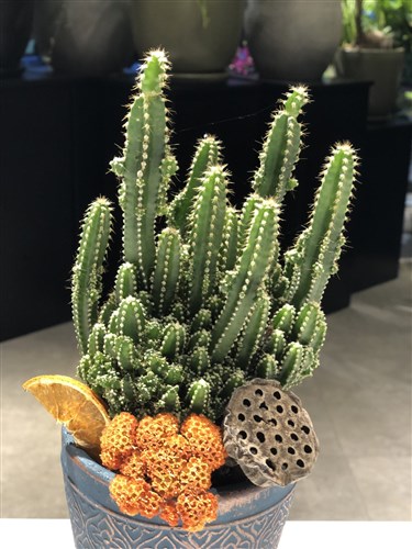 Cereus Cactus