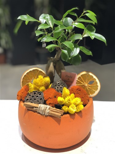 Orange Bonsai
