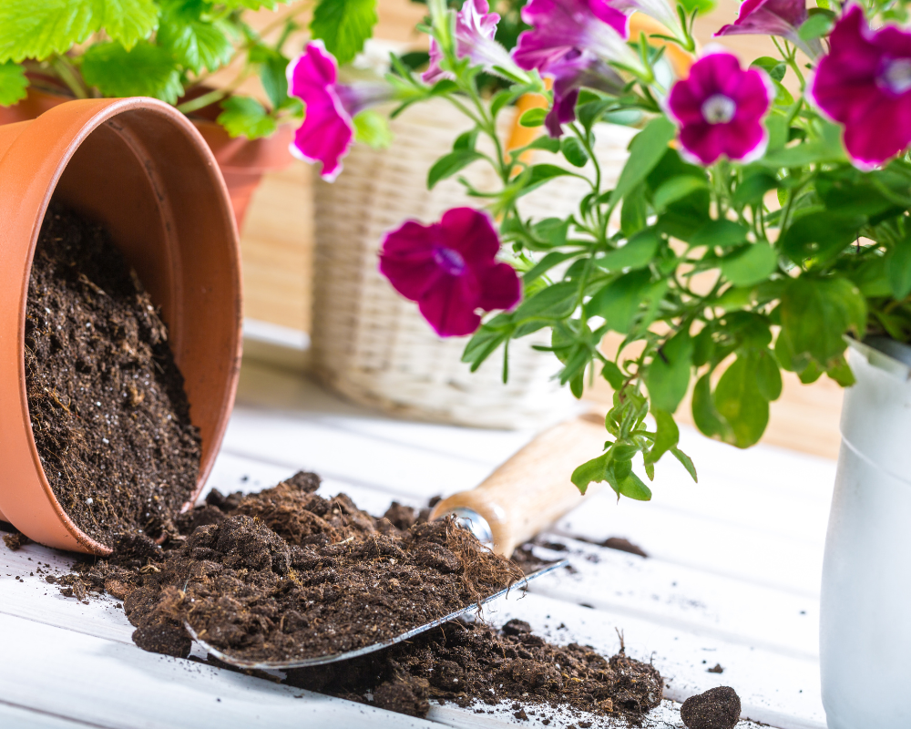 Saksı Nasıl Değiştirilir?