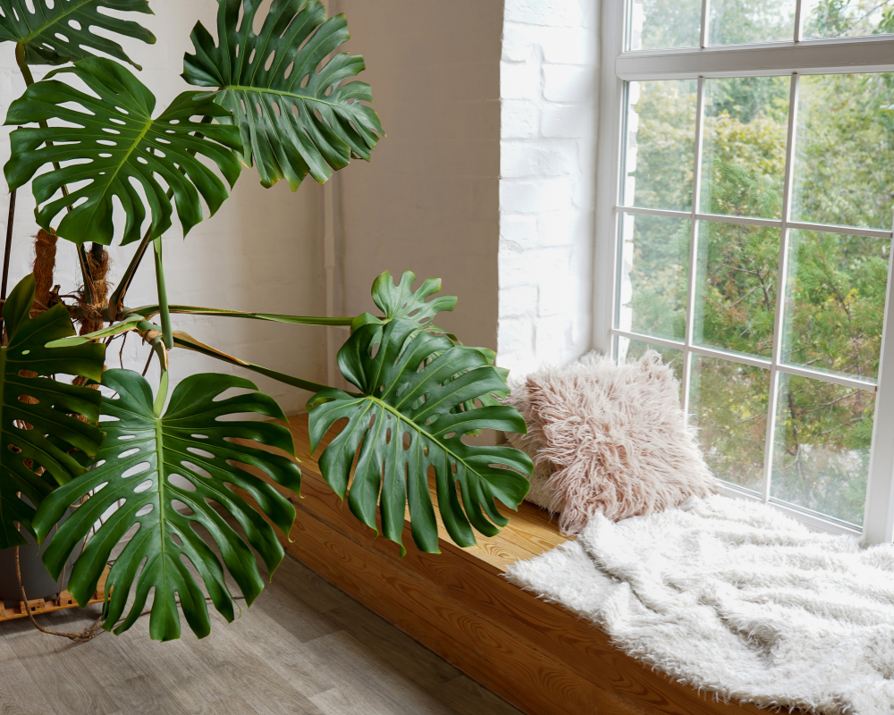 En Dayanıklı İç Mekan Bitkileri