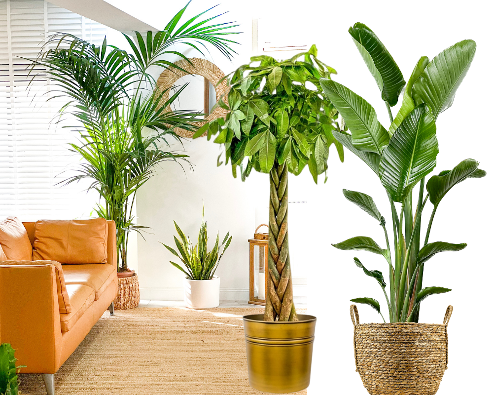 Büyük Salon Bitkileri